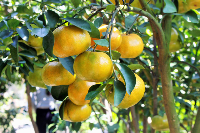 Giống cây ăn quả