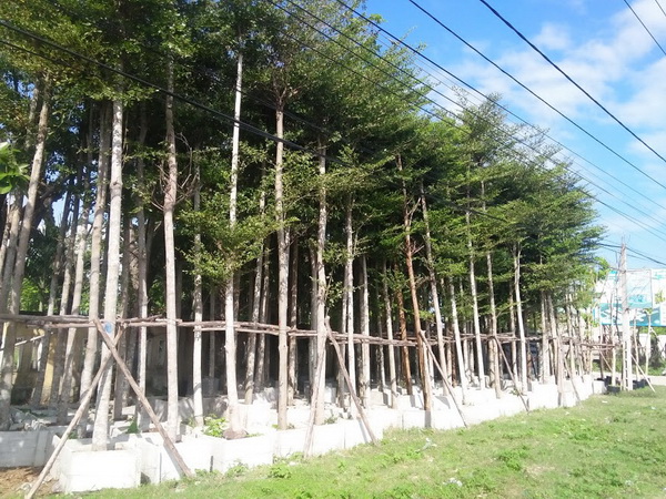 Giống cây khác