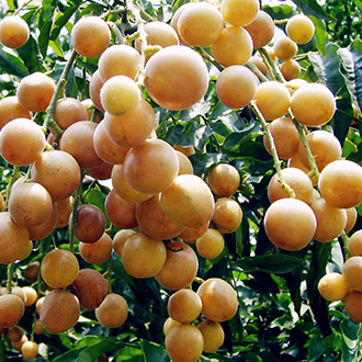 Cây quất hồng bì giống