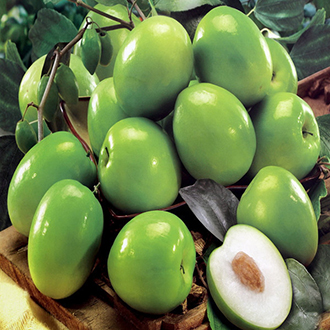 Cây táo giống