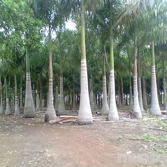 Cây thân đốt