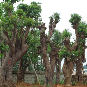 Cây thân gỗ