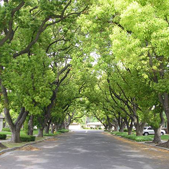 Cây xanh ( rụng lá )
