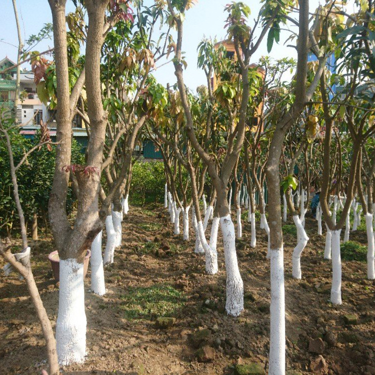 Cây ăn quả trưởng thành