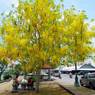 Cây có hoa đẹp