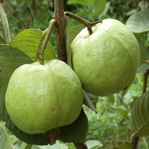 Giống ổi nữ hoàng
