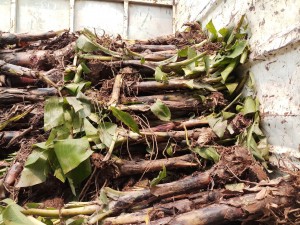 Chuối bóc bẹ