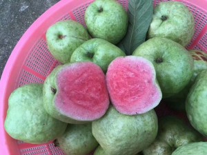 Giống ổi ruột hồng