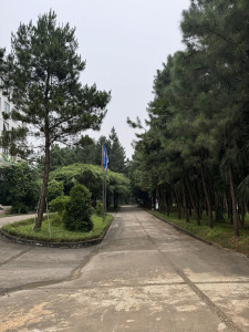 Cây Thông Caribe