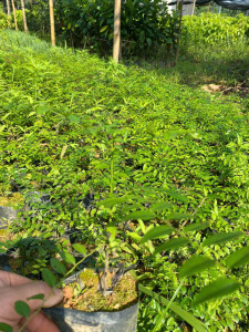 Cây Mun Sừng Giống