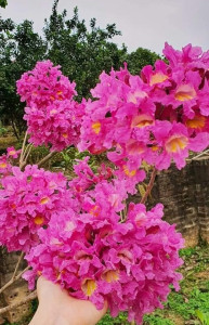 Giống Cây Phong Linh Tím