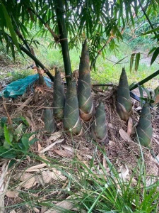 Giống Tre Điền Trúc