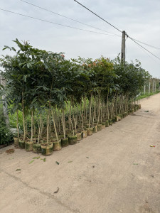 GIỐNG CÂY XÀ CỪ