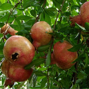 Giống cây lựu