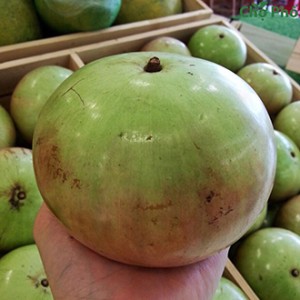 Giống cây vú sữa