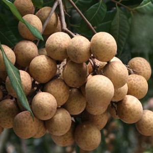Giống nhãn chín sớm