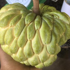 Giống cây na Thái