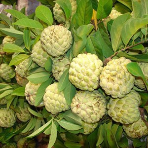 Giống cây na dai