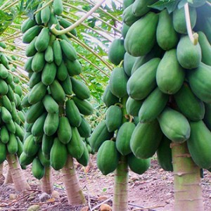 Giống đu đủ Thái Lan