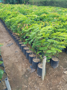 Cây giống cẩm lai