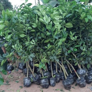 Bưởi diễn choai