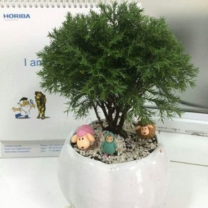 Cây tùng bồng lai