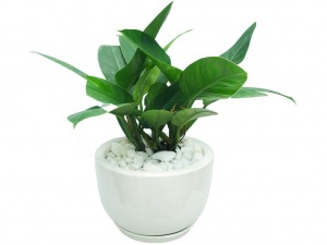 Đế vương xanh