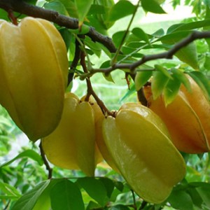 Giống cây khế ngọt