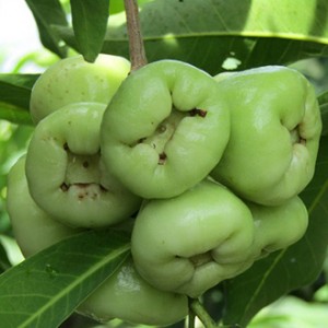 Giống cây roi xanh
