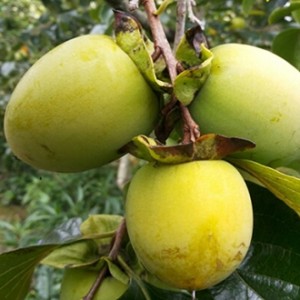 Giống hồng nhân hậu