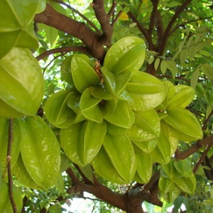 Giống cây khế chua