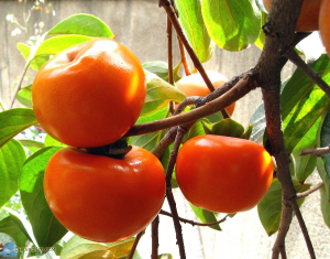 Giống hồng giòn Fuyu