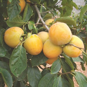 Giống cây hồng giòn