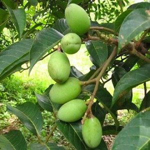 Giống cây trám trắng