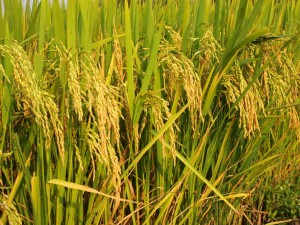 GIỐNG LÚA LAI VL24
