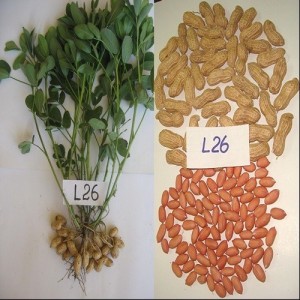 GIỐNG LẠC L26