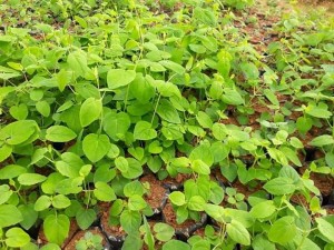 GIỐNG CÂY ĐẲNG SÂM