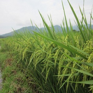GIỐNG LÚA LAI VL20