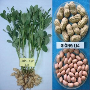 GIỐNG LẠC L14