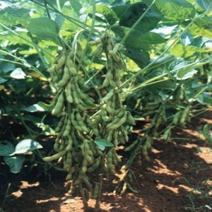 GIỐNG CÂY ĐẬU TƯƠNG ĐT12