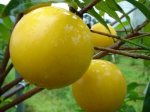 Giống cây vú sữa hoàng kim