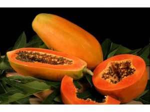 Giống đủ đủ Đài Loan