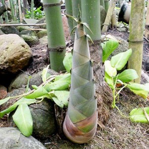 Giống măng bát độ