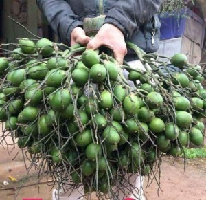 Giống cây cau lùn