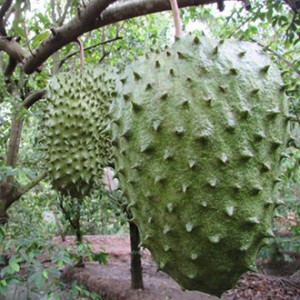 Giống mãng cầu xiêm