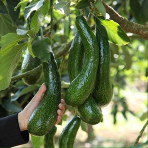 Giống bơ 034
