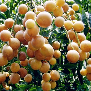 Giống cây quất hồng bì