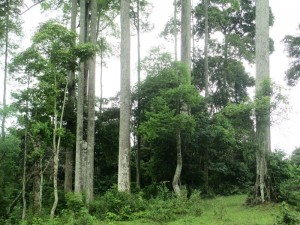 CÂY CHÒ CHỈ