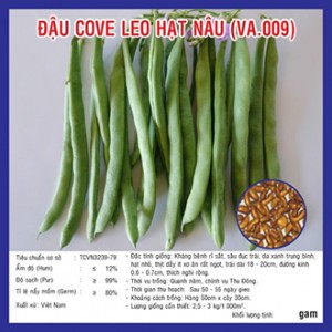 Hạt giống đậu cove leo hạt nâu