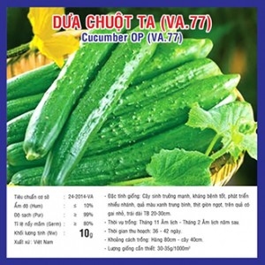 Hạt giống dưa chuột ta